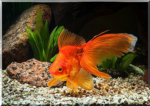 Do goldfish need a large tank?