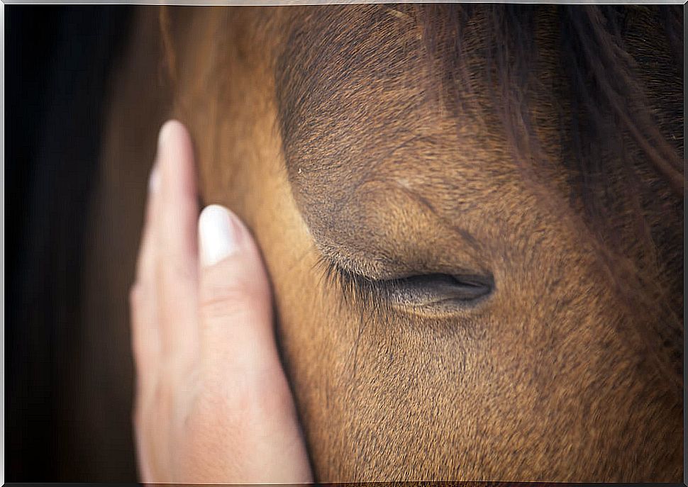 Do horses have the ability to think?