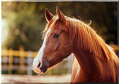 Why is your horse sad