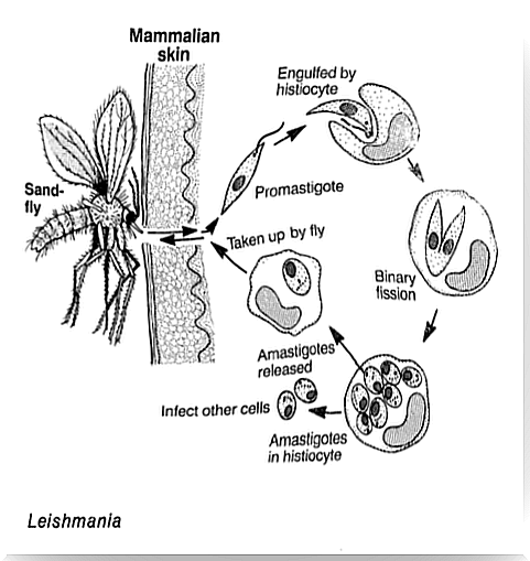 Leishmania es uno de los parásitos unicelulares