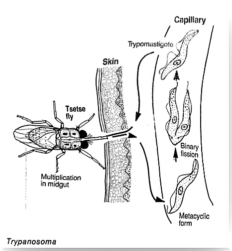 Tripanosoma es uno de los parásitos unicelulares