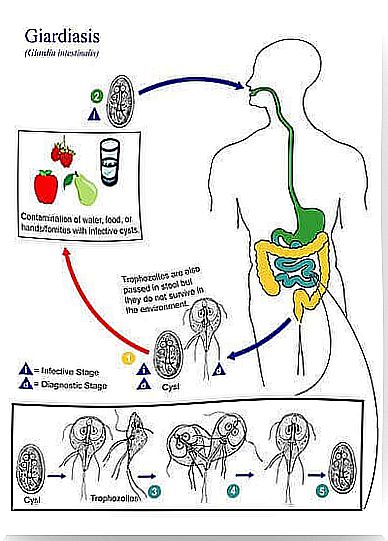 Contagio de la giardiasis