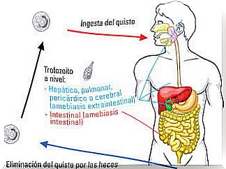 Las amebas son parásitos unicelulares