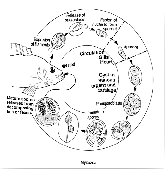 Los mixozoos son parásitos unicelulares