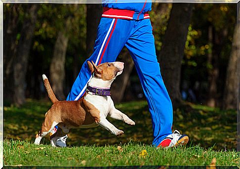 ejercicio perro