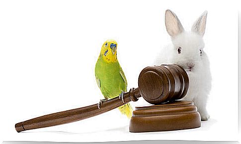 Animal protection laws