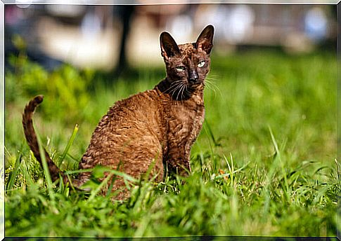 Cornish rex: origin