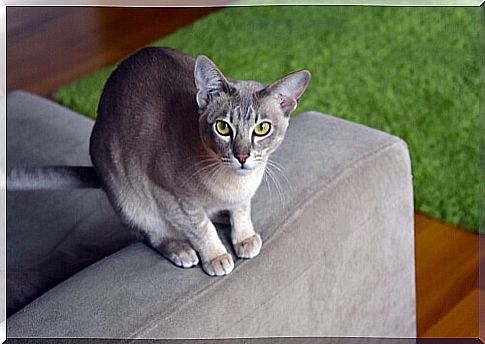 Cat that does not shed hair: tonkinese