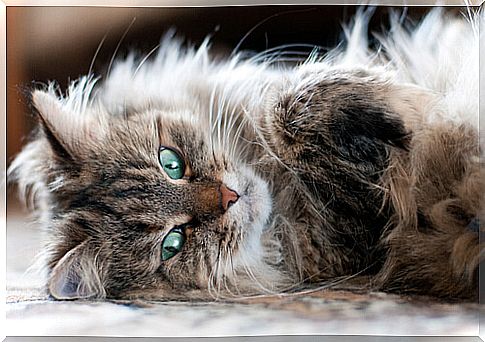 Siberian cat lying