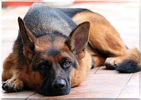 Does a German Shepherd Test Positive for Coronavirus?