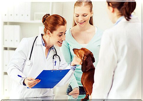 Dachshund at the vet.