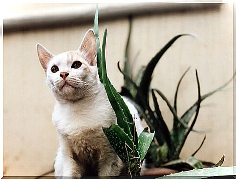 Does aloe vera have benefits for our pets?