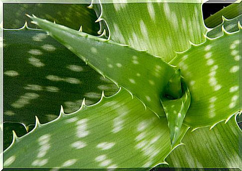 Aloe vera has benefits for our pets