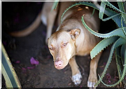 Aloe vera for dogs