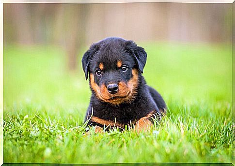 Rottweiler puppy