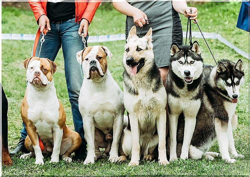 Genetics determine the personality of dogs.