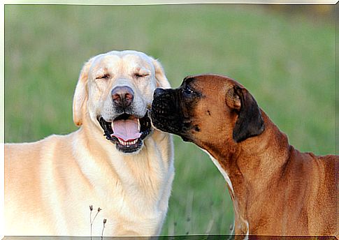 labrador y boxer