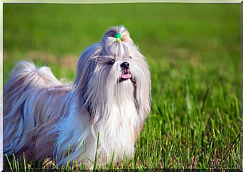 Dog breeds that do not shed hair