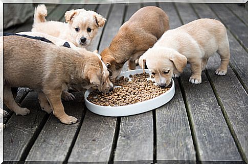 Dog feeding according to age