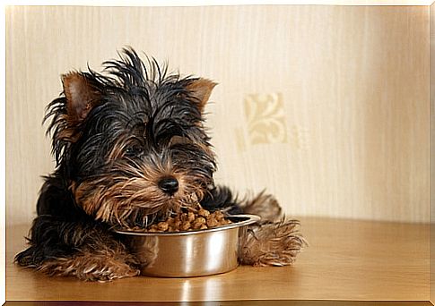 Feeding a Yorkshire puppy