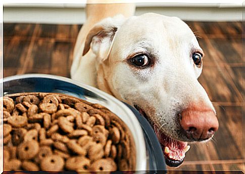 Feeding an adult Labrador retriever