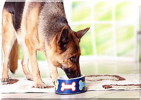 Feeding a Senior German Shepherd Dog