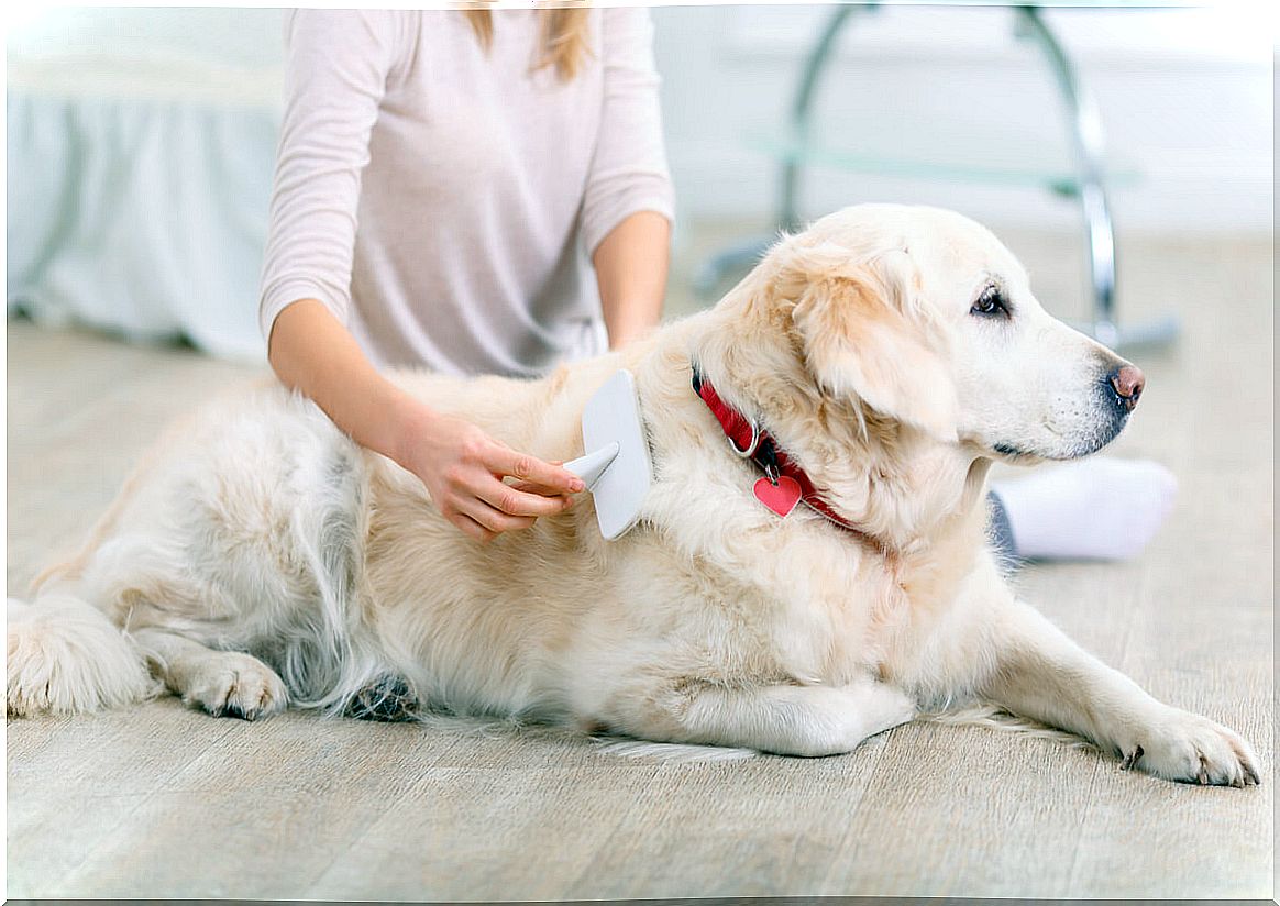 Hair shedding in dogs: how long does it last?