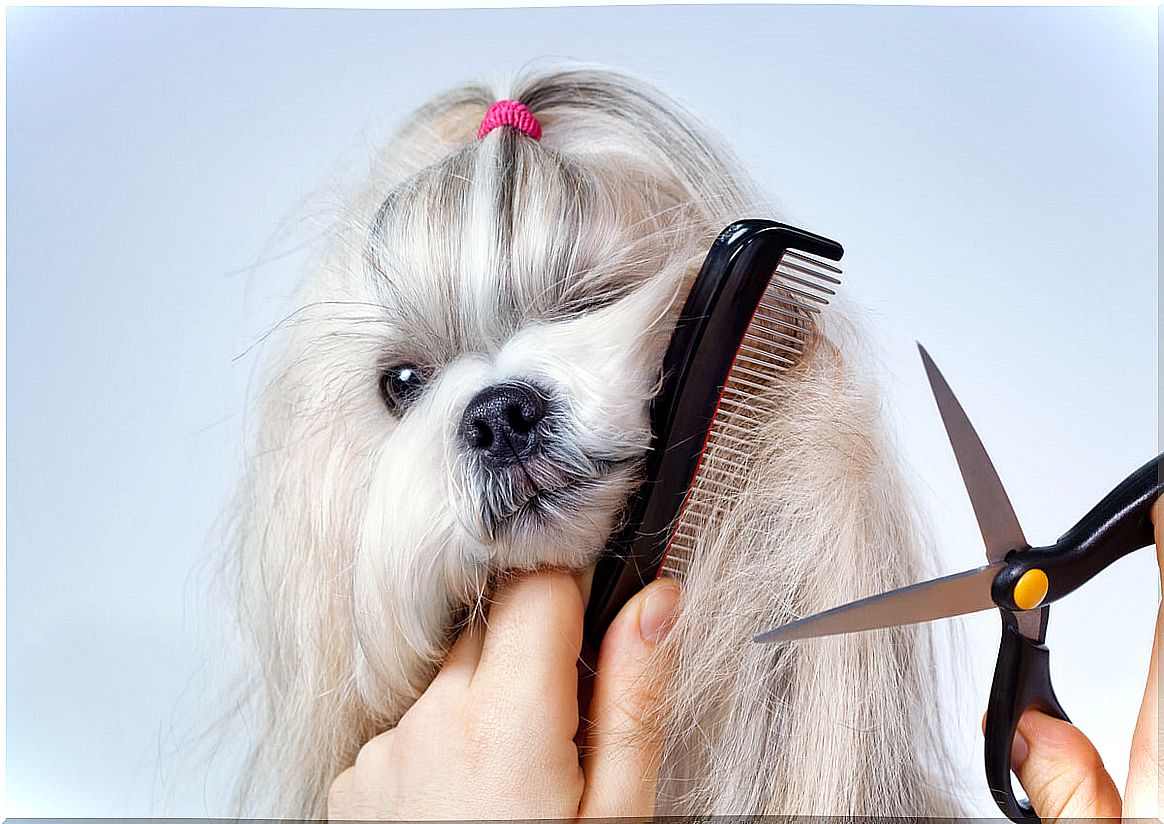 A dog whose hair is going to be cut.