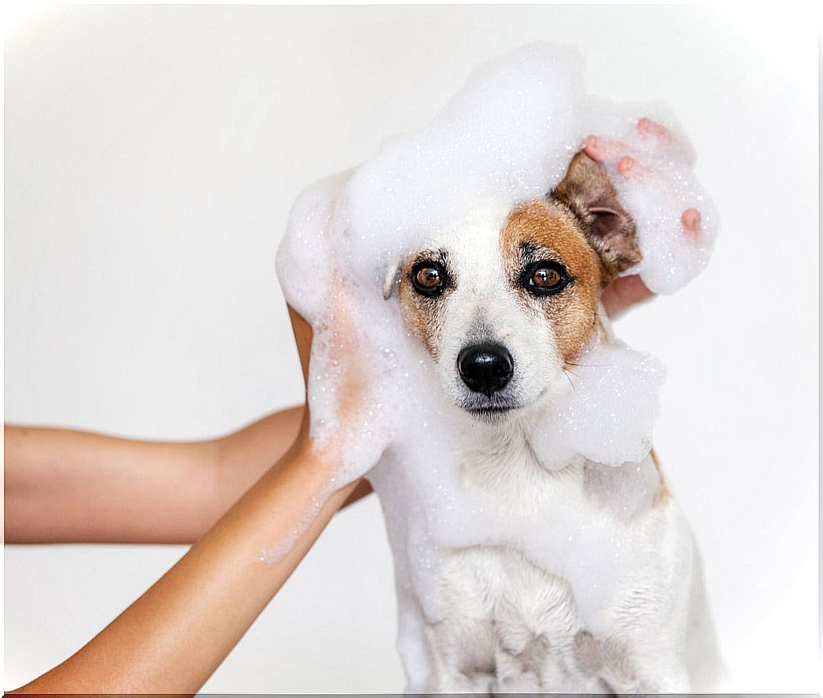 A dog washes itself in the bathroom.