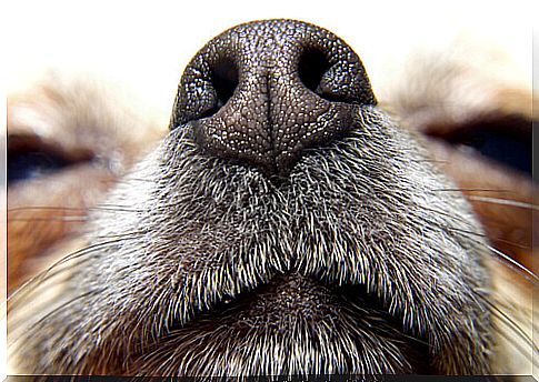 Dogs and smell: another way of seeing the world