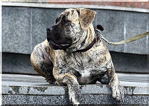 Dogs of the 'Bullenbeisser Generation'