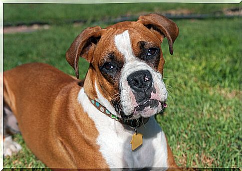 Boxer on the grass