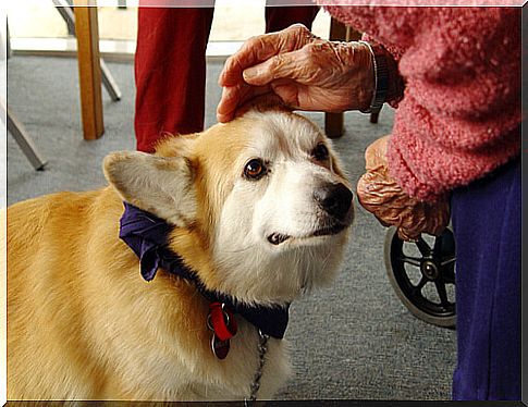 Dogs that heal: canine therapy