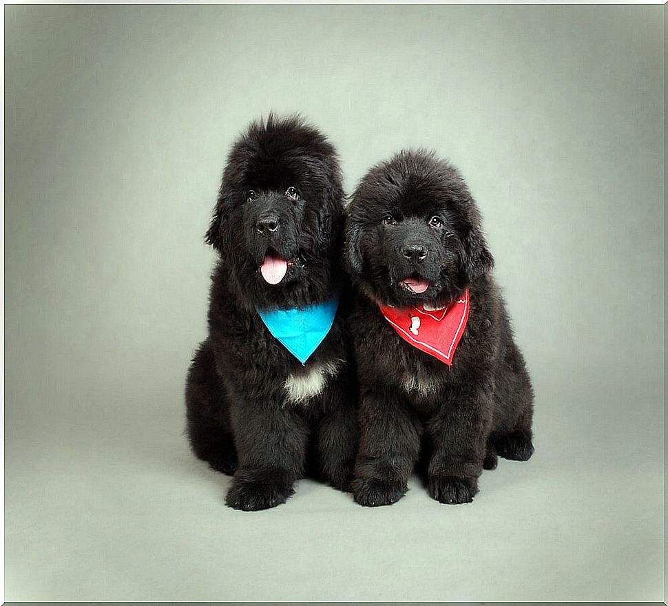 Newfoundland puppy.