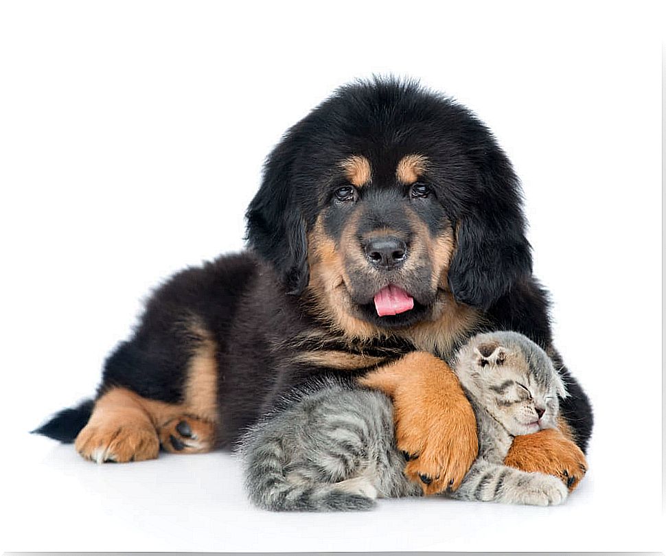 Tibetan Mastiff.