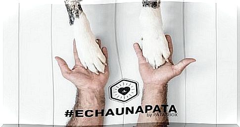 #Echaunapata, Instagram campaign for abandoned pets