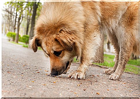 prevent the dog from eating in the street