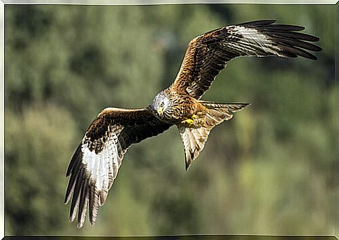 The red kite: characteristics