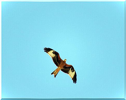 The red kite in flight