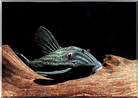 Peruvian catfish