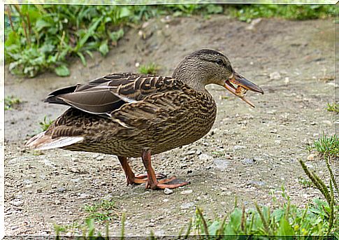 Feeding a duck as a pet