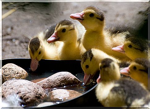 Ducks eating