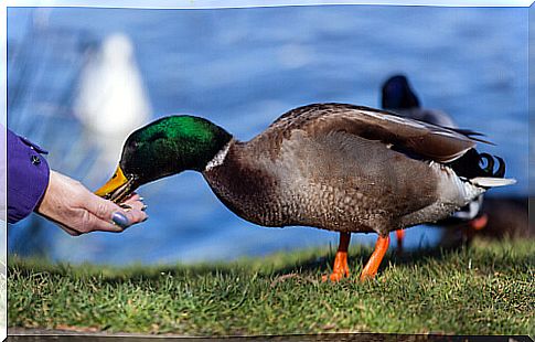 What eats a domestic duck