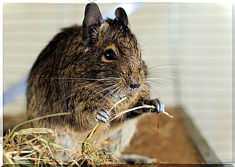 Hay for rodents