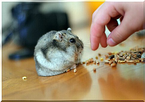 Rodent feeding