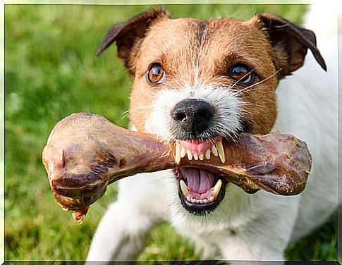 Food-related aggression in dogs