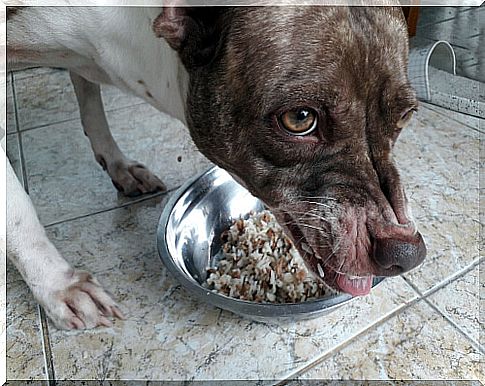 Ferocious dog with food