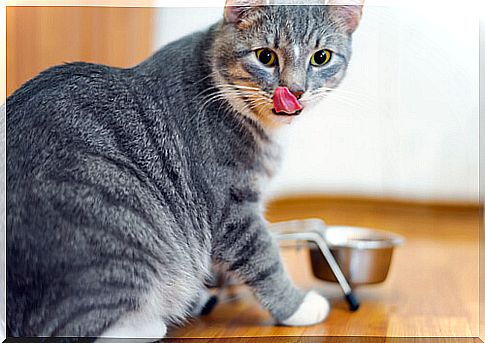 For this reason, cat food should not be fruits and vegetables.