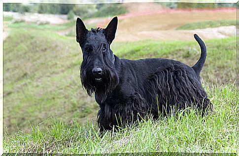 scottish terrier