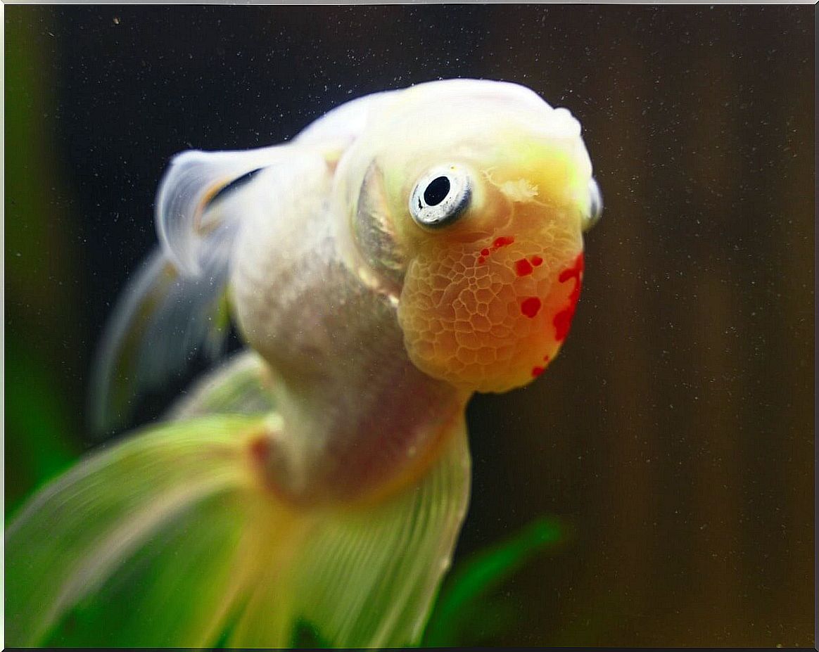 A sick fish swims upside down.